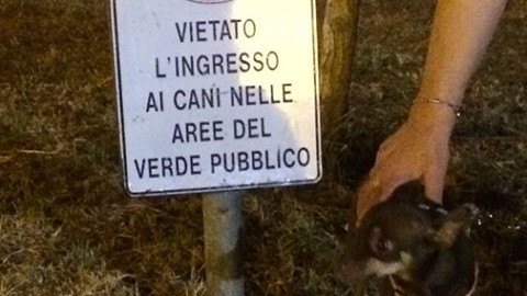 2018: l'anno del cane – Oggi Treviso
