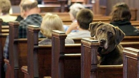 Contento come un cane in chiesa – OnTuscia.it