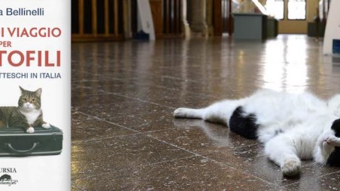 Guida di viaggio per gattofili. Ravenna fra i 17 luoghi gatteschi in … – Ravennanotizie.it