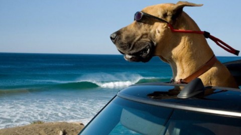 Undici cose che (forse) non sapete sul vostro cane – Grazia.it