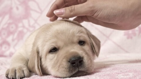 La strage di cani a Sciacca: ci sono due sospettati – La Repubblica