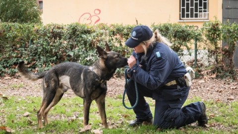 Un fiuto infallibile: i cinque cani della Municipale che vanno a caccia … – La Repubblica