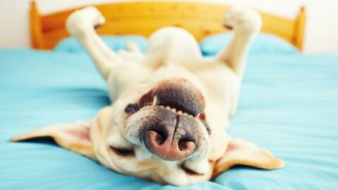 Dormire con gli animali domestici: lo fa il 53% dei padroni – 105.net