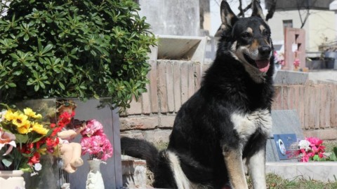 Capitan, addio al cane simbolo della fedeltà – il Giornale
