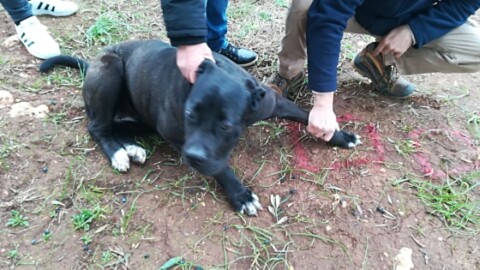 Trovata la «pantera» avvistata nel Brindisino ma in realtà è un cane – La Gazzetta del Mezzogiorno