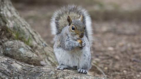 Specie &quot;invasive&quot;, Decreto legislativo conferma ricorso a abbattimenti