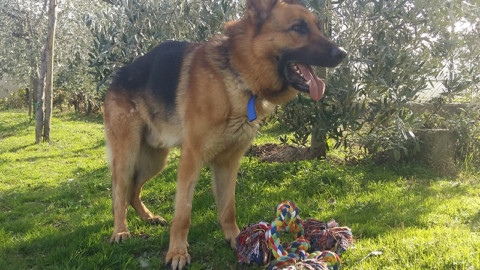 Nessun cane &egrave; irrecuperabile, parola di Kratos!