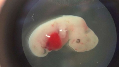 Embrione pecora-uomo, ricerche fallimentari alimentano business e false speranze