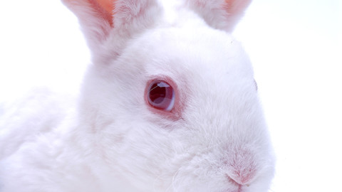 Test cosmetici su animali: UE apre la strada al divieto mondiale