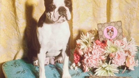 Gucci celebra l'anno (cinese) del Cane con una collezione dedicata – Corriere della Sera