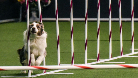 Usa, lo show dei super cani a New York. FOTO – Sky Tg24