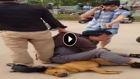 Ladro di cani colto sul fatto, rischia il linciaggio – YouReporter