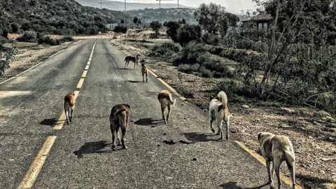 Chi ha avvelenato e ucciso i cani randagi a Sciacca? Noi, e … – Scienze Fanpage