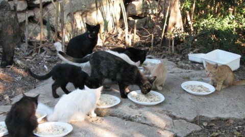 Roma ei gatti, dal racconto di una “gattara” – Romait