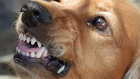 Fiumicino, madre e figlia ferite dal cane randagio che avevano … – Il Messaggero