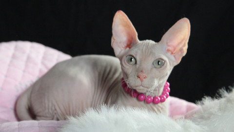 Oggi la giornata del gatto, a Venezia in arrivo i mici più belli del mondo – Il Gazzettino