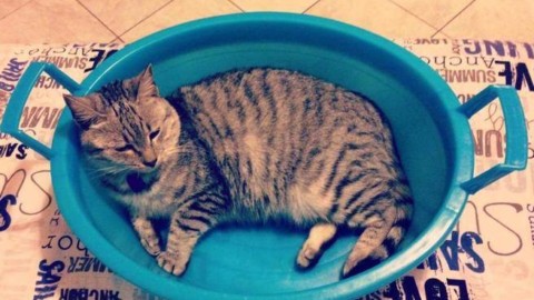 Bologna, gatti smarriti: c'è il gruppo Facebook (e funziona meglio dei … – Corriere della Sera