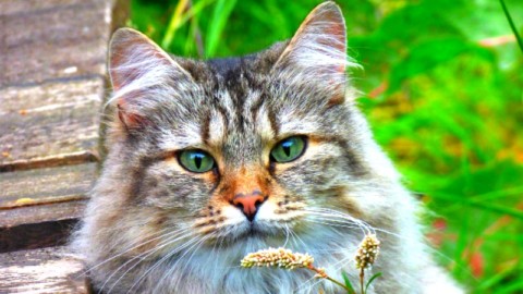 Genova, l'Expo dei gatti in Fiera: biglietti e orari della mostra felina … – mentelocale.it