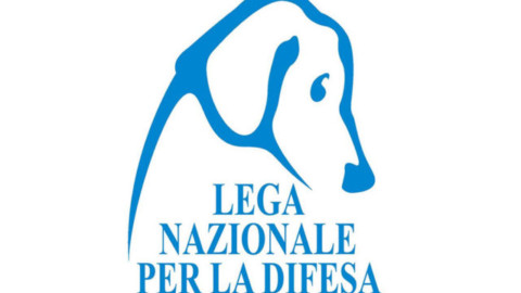 Animali, taglio delle orecchie a cani di razza: LNCD, “ancora un … – Meteo Web