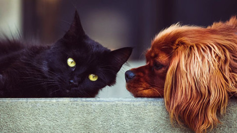Animali domestici migliori per bambini – GreenStyle