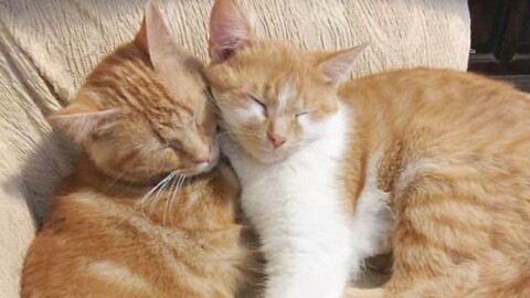 Gatti scomparsi, 16 nuovi casi segnalati ieri: stesso copione – Gazzetta di Parma