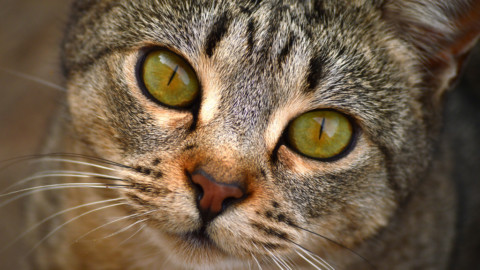 Malattie dei gatti: ecco sintomi, cure e prevenzione delle principali – NanoPress
