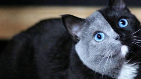 Narnia, il gatto chimera più amato di Instagram – CasertaWeb