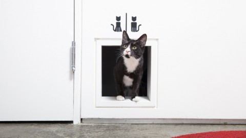 5 cose da sapere per portare i gatti in aereo – FullTravel.it