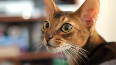 Razze di gatti a pelo corto: da quelli più affettuosi ai giganti – NanoPress