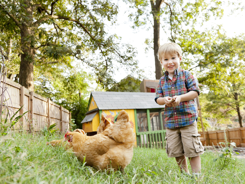 La gallina come animale da compagnia (non pignorabile)