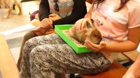 Ok a protocollo per l'accesso degli animali domestici negli hospice – Il Vostro Giornale