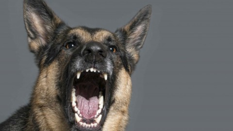 Sei ansioso? Hai più probabilità di essere morso da un cane – Business Insider Italia