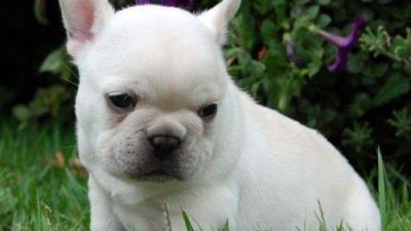 bulldog-3