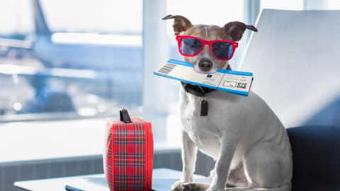 Cane o gatto sull'aereo: posso portarlo? – La Legge per Tutti