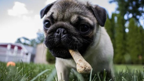 Dieta anti-aging per il tuo cane, guida alla corretta alimentazione – Il Faro Online