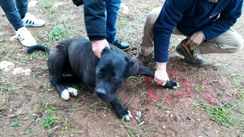 “Felino nelle campagne”: nuove segnalazioni, ma si tratta di un cane … – BrindisiReport