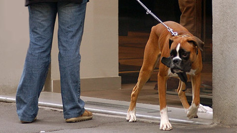 Cani e gatti nelle case di tre famiglie italiane su dieci – BigHunter – BigHunter