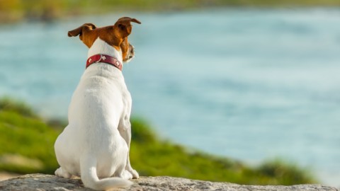 Eredità: si può fare testamento al cane? – Studio Cataldi