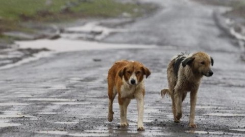 Multa abbandono animali: si rischia fino a 10mila euro di sanzione – Investire Oggi