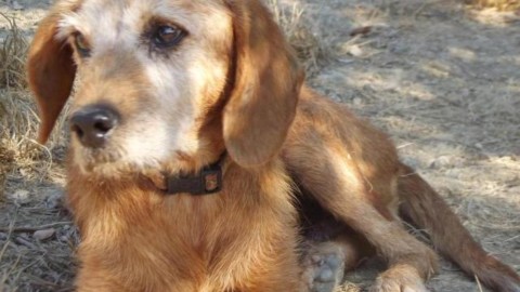 Carnevale… da cani a Santa Maria a Monte: parate a quattro zampe … – gonews