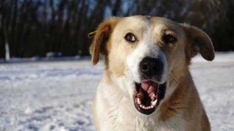 I cani radioattivi di Chernobyl che vivono nella 'zona rossa' (FOTO) – greenMe.it