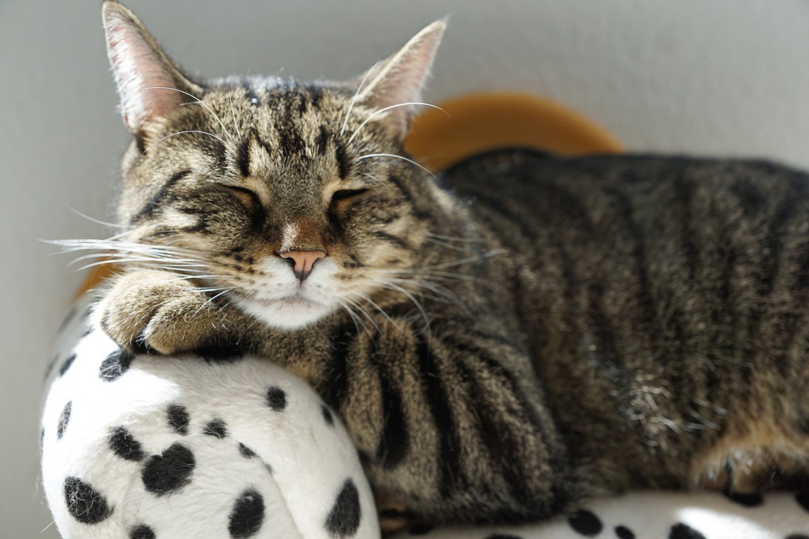 crisi epilettiche nei cani e nei gatti
