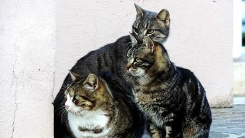 Una ventina i gatti aiutati a Turriaco dalla Cuccia Onlus nel 2017 – Il Friuli