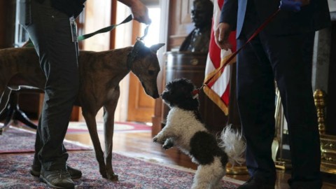 Polemiche e multe per l'ordinanza “anti cani” a Savona – Sky Tg24