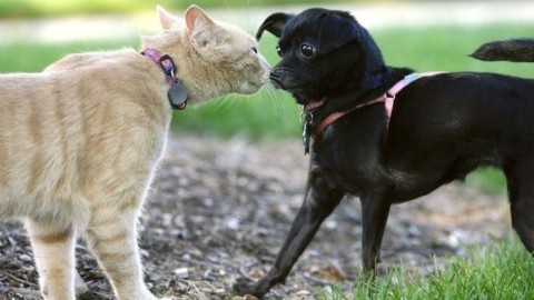 Giornata nazionale del gatto, ecco perché si celebra il 17 febbraio … – Sky Tg24