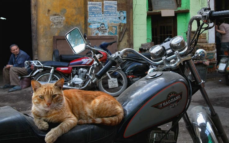 L'uomo e il gatto, il rapporto iniziò...