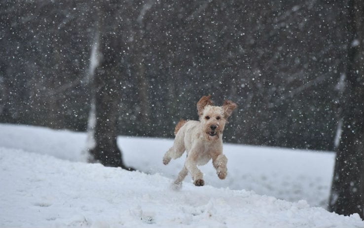 Allarme gelo per gli animali: ecco i ...