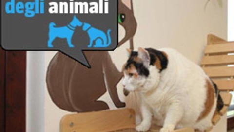 Milano, un rifugio da gatti tra ponti tibetani e nascondigli (in via Aquila) – Corriere della Sera