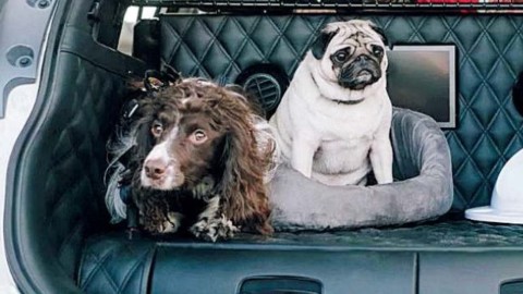 Il cane e l'abitudine di viaggiare in automobile – La Voce di Mantova