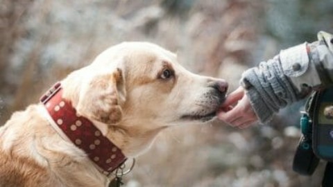 Cani che non mordono: quali sono le razze di cani più tranquille – TuttoGreen